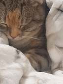 Плед для животных 