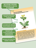 Лекарственные растения от А до Я — фото, картинка — 1