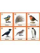 Изучаем птиц. Наглядно-дидактический материал. 3-5 лет — фото, картинка — 1