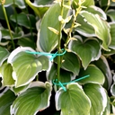 Подвязки для растений (22 см; 50 шт.) — фото, картинка — 3