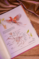 Бестиарий китайской мифологии. Книга гор и морей — фото, картинка — 5