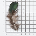 Перо фазана обработанное (20 шт.) — фото, картинка — 2