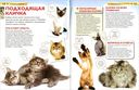 Кошки и котята. Детская энциклопедия — фото, картинка — 3