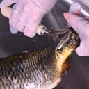 Рыбочистка с ножом (170 мм) — фото, картинка — 2