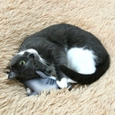 Игрушка для кошек 