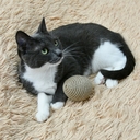 Игрушка для кошек 