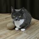 Игрушка для кошек 